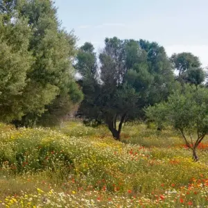 Explore Majorca Loop Tour for 8 days with Eurobike and discover unforgettable experiences - Photo 7