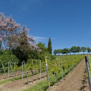 Explore Neckar, Rhine & Vines for 8 days with Eurobike and discover unforgettable experiences - Photo 3