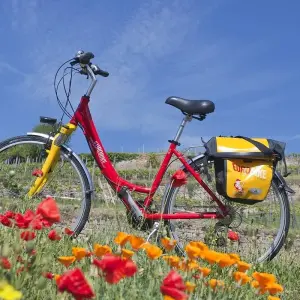 Explore Rhine Romance - Speyer, Heidelberg, Worms 6/5 for 6 days with Eurobike and discover unforgettable experiences - Photo 4