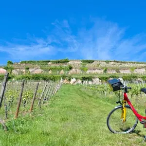 Explore Rhine Romance - Speyer, Heidelberg, Worms 7/6 for 7 days with Eurobike and discover unforgettable experiences - Photo 5
