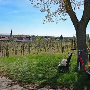 Explore Pfalz Wine Tour based in one hotel 7/6 for 7 days with Eurobike and discover unforgettable experiences - Photo 7