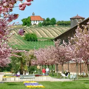 Explore Rhine Romance - Speyer, Heidelberg, Worms 7/6 for 7 days with Eurobike and discover unforgettable experiences - Photo 7