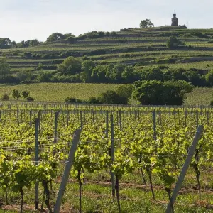 Explore Rhine Romance - Speyer, Heidelberg, Worms 6/5 for 6 days with Eurobike and discover unforgettable experiences - Photo 7