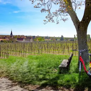 Explore Rhine Romance - Speyer, Heidelberg, Worms 7/6 for 7 days with Eurobike and discover unforgettable experiences - Photo 8