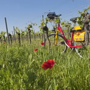 Explore Rhine Romance - Speyer, Heidelberg, Worms 6/5 for 6 days with Eurobike and discover unforgettable experiences - Photo 9