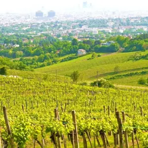 Explore Danube Cycle Path Shortened, Passau to Vienna for 6 days with Eurobike and discover unforgettable experiences - Photo 6