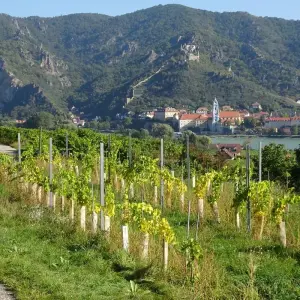 Explore World Heritage Trail Wachau for 5 days with Eurohike and discover unforgettable experiences - Photo 4