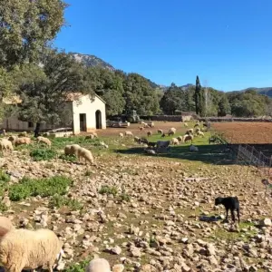 Explore Majorca Finca-Walking with Charm for 7 days with Eurohike and discover unforgettable experiences - Photo 2