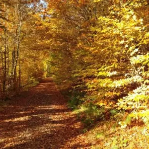 Explore Magical Spessart for 5 days with Eurohike and discover unforgettable experiences - Photo 7