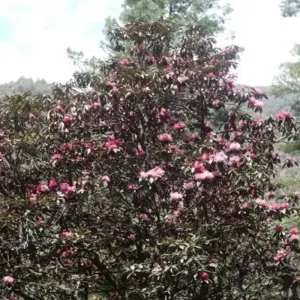 Explore Everest Base Camp Short Trek for 14 days with Eve Holidays and discover unforgettable experiences - Photo 7