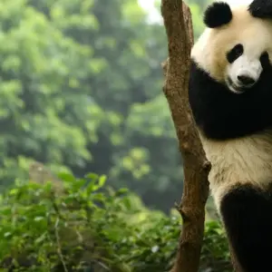 Explore Nature and Tradition of China and Yunnan for 14 days with Europamundo and discover unforgettable experiences - Photo 2