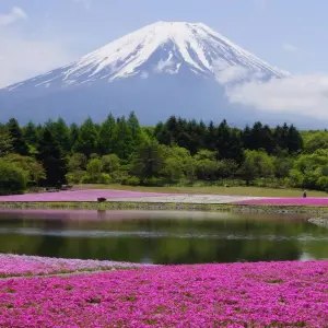 Explore Shining Korea and Essential Japan for 13 days with Europamundo and discover unforgettable experiences - Photo 8