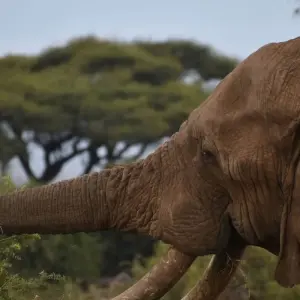 Explore 8 Days Kenya  LUXURY  Family Safari & Beach Holiday Tour for 8 days with Exciting Africa Holidays and discover unforgettable experiences - Photo 3