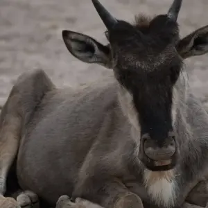 Explore 10 Days   Kenya Lodge Safari - Wildebeest Migration Safari 2025 for 10 days with Exciting Africa Holidays and discover unforgettable experiences - Photo 3