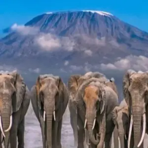 Explore 12 Days  Tanzania And Kenya  Budget Glamping  Safari for 12 days with Exciting Africa Holidays and discover unforgettable experiences - Photo 4