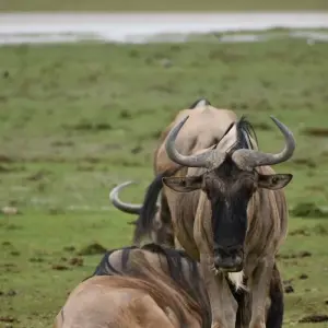 Explore 10 Days   Kenya Lodge Safari - Wildebeest Migration Safari 2025 for 10 days with Exciting Africa Holidays and discover unforgettable experiences - Photo 5