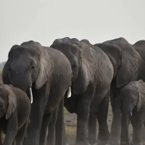 Explore 8 Days Kenya  LUXURY  Family Safari & Beach Holiday Tour for 8 days with Exciting Africa Holidays and discover unforgettable experiences - Photo 8