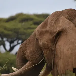 Explore 6 Days Kenya Lodge Safari to  Nakuru - Naivasha and Masai Mara for 6 days with Exciting Africa Holidays and discover unforgettable experiences - Photo 2