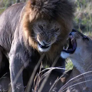 Explore 10 Days   Kenya Lodge Safari - Wildebeest Migration Safari 2025 for 10 days with Exciting Africa Holidays and discover unforgettable experiences - Photo 7