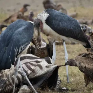 Explore 13 Days Kenya And Tanzania  Budget  Camping Safari 4x4 Jeep for 13 days with Exciting Africa Holidays and discover unforgettable experiences - Photo 8