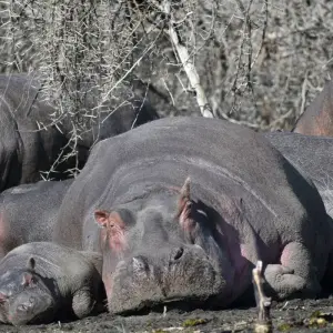 Explore 13 Days Kenya And Tanzania  Budget  Camping Safari 4x4 Jeep for 13 days with Exciting Africa Holidays and discover unforgettable experiences - Photo 9