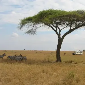 Explore 6 Days Tanzania Budget  Camping  Safari for 6 days with Exciting Africa Holidays and discover unforgettable experiences - Photo 4