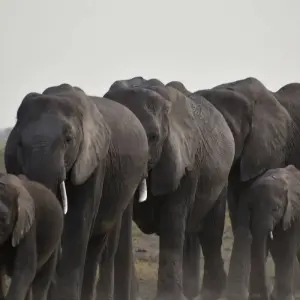 Explore 6 Days Kenya Lodge Safari to  Nakuru - Naivasha and Masai Mara for 6 days with Exciting Africa Holidays and discover unforgettable experiences - Photo 6