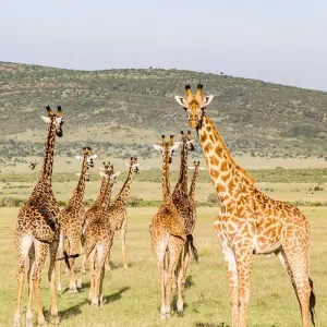 Explore 5 Days Kenya Camping Safari - Great Rift Valley and Maasai Mara for 5 days with Exciting Africa Holidays and discover unforgettable experiences - Photo 9