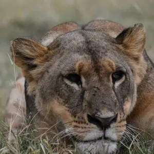 Explore 3 Days  Kenya Budget 4X4 Jeep Safari to Masai Mara for 3 days with Exciting Africa Holidays and discover unforgettable experiences - Photo 9
