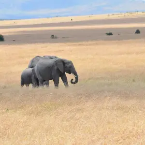 Explore 7 Days Kenya Budget Standard Camps & Lodge Safari for 7 days with Exciting Africa Holidays and discover unforgettable experiences - Photo 8