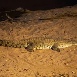 Explore 9 Day  Kenya Lodge Safari to Ark Lodge - Samburu - Bogoria and Masai Mara for 9 days with Exciting Africa Holidays and discover unforgettable experiences - Photo 10