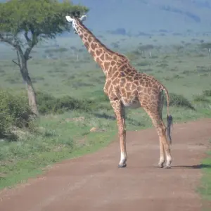 Explore 7 Days Kenya Budget Standard Camps & Lodge Safari for 7 days with Exciting Africa Holidays and discover unforgettable experiences - Photo 9