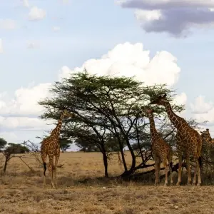 Explore 9 Day  Kenya Lodge Safari to Ark Lodge - Samburu - Bogoria and Masai Mara for 9 days with Exciting Africa Holidays and discover unforgettable experiences - Photo 11