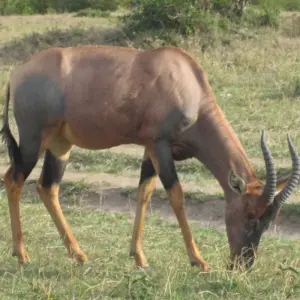 Explore 6 Days Tanzania Budget  Camping  Safari for 6 days with Exciting Africa Holidays and discover unforgettable experiences - Photo 9