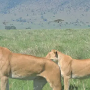 Explore 7 Days Kenya Budget Standard Camps & Lodge Safari for 7 days with Exciting Africa Holidays and discover unforgettable experiences - Photo 10