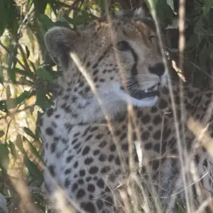 Explore 03 Days  Kenya  Migration Lodge  Tour for 3 days with Exciting Africa Holidays and discover unforgettable experiences - Photo 2