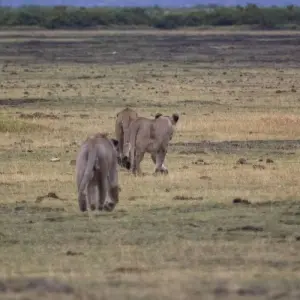 Explore 07 Days Kenya Rhino  Safari & Mombasa Beach Holiday Package for 7 days with Exciting Africa Holidays and discover unforgettable experiences - Photo 11