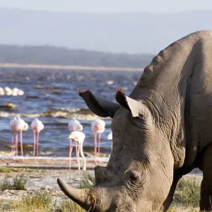 Explore 07 Days Kenya Lodge Safari to  Masai Mara - Nakuru - Samburu for 7 days with Exciting Africa Holidays and discover unforgettable experiences - Photo 2