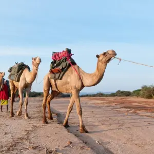 Explore 06 Days Kenya Lodge Safari to Samburu -Nakuru and Masai Mara for 6 days with Exciting Africa Holidays and discover unforgettable experiences - Photo 4