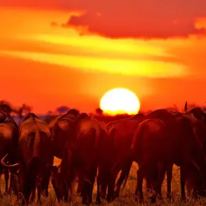 Explore 07 Days Kenya Lodge Safari to  Masai Mara - Nakuru - Samburu for 7 days with Exciting Africa Holidays and discover unforgettable experiences - Photo 5
