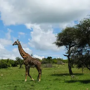 Explore 7 Days Taylor -Made Kenya Luxury  Safari for 7 days with Exciting Africa Holidays and discover unforgettable experiences - Photo 4