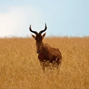 Explore 07 Days Kenya Lodge Safari to  Masai Mara - Nakuru - Samburu for 7 days with Exciting Africa Holidays and discover unforgettable experiences - Photo 6