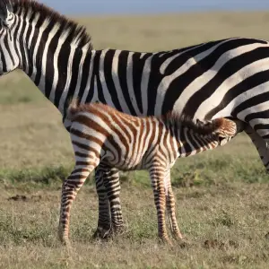 Explore 7 Days Taylor -Made Kenya Luxury  Safari for 7 days with Exciting Africa Holidays and discover unforgettable experiences - Photo 5