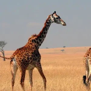 Explore 07 Days Kenya Lodge Safari to  Masai Mara - Nakuru - Samburu for 7 days with Exciting Africa Holidays and discover unforgettable experiences - Photo 7