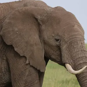 Explore 7 Days Taylor -Made Kenya Luxury  Safari for 7 days with Exciting Africa Holidays and discover unforgettable experiences - Photo 6