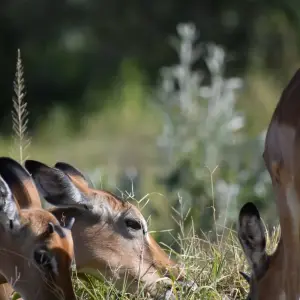 Explore 12 Day  Kenya and Tanzania Private  Glamping  Safari for 12 days with Exciting Africa Holidays and discover unforgettable experiences - Photo 5