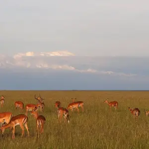 Explore 06 Days Kenya Lodge Safari to Samburu -Nakuru and Masai Mara for 6 days with Exciting Africa Holidays and discover unforgettable experiences - Photo 7