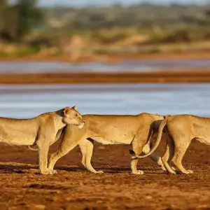 Explore 07 Days Kenya Lodge Safari to  Masai Mara - Nakuru - Samburu for 7 days with Exciting Africa Holidays and discover unforgettable experiences - Photo 9
