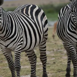 Explore 12 Day  Kenya and Tanzania Private  Glamping  Safari for 12 days with Exciting Africa Holidays and discover unforgettable experiences - Photo 6