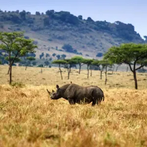 Explore 7 Days Taylor -Made Kenya Luxury  Safari for 7 days with Exciting Africa Holidays and discover unforgettable experiences - Photo 8